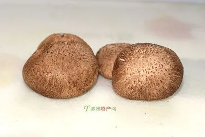 广灵香菇-广灵县特产广灵香菇