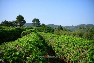 冬凌茶-阳城特产冬凌茶