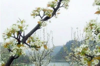 建昌花梨-建昌县特产建昌花梨