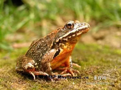 新宾林蛙-新宾满族自治县特产新宾林蛙