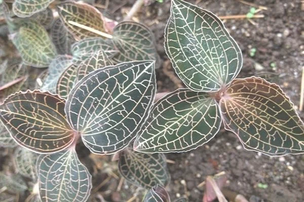 金线莲价格种苗金线莲种植技术,金线莲种植视频