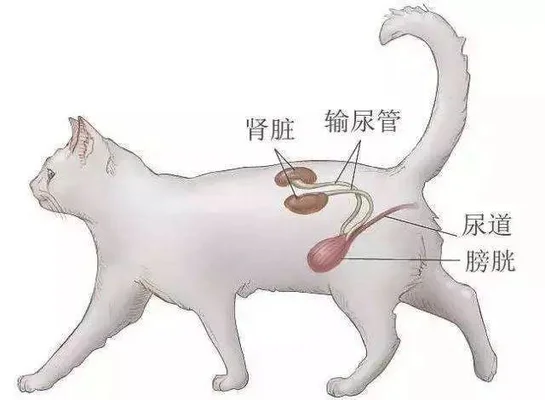 泌尿道综合征治疗,公猫如何避免尿结石？
