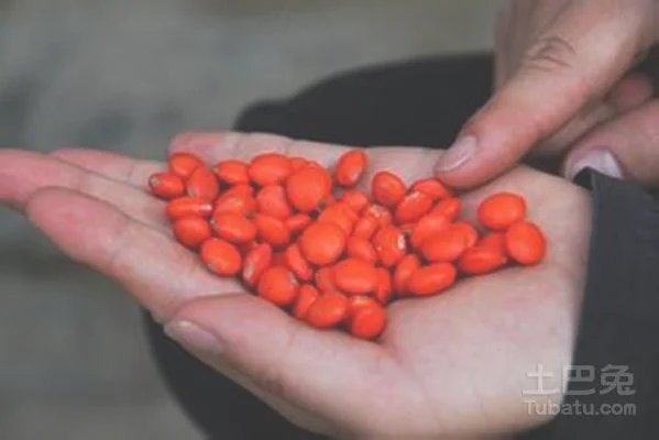 四、想要给红豆种植高产，应该怎样给红豆施肥呢？