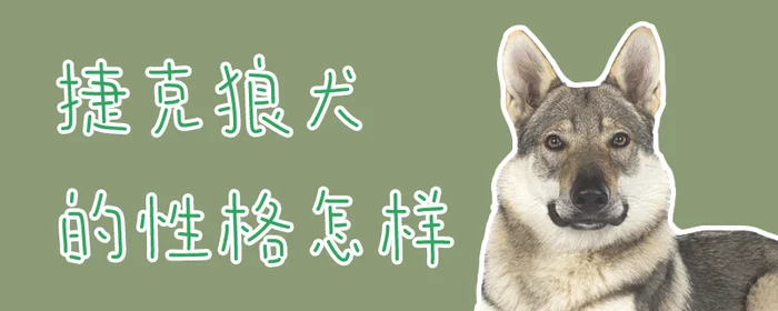 捷克狼犬的性格怎样