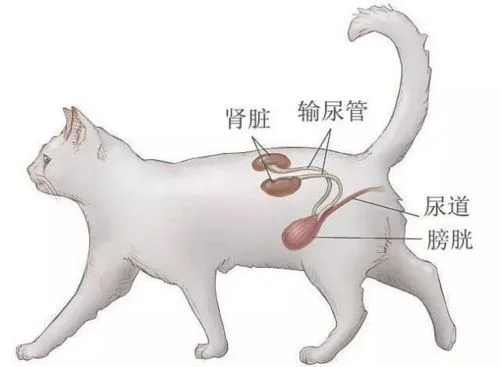 猫咪下泌尿道综合症怎么治？猫得了下泌尿道综合征要吃什么药呢？