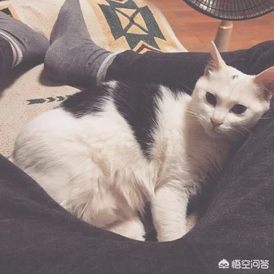 给猫咪洗澡是怎样神奇感受(猫洗了澡会感到舒服吗)