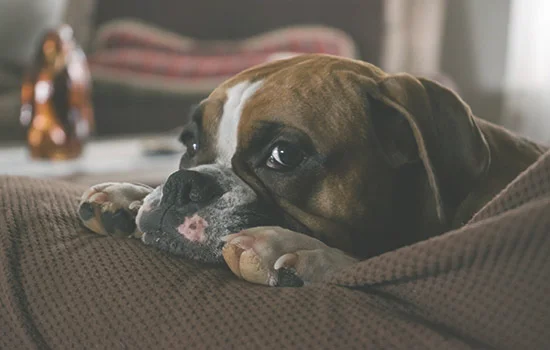 狗狗犯错会意识到自己错了么(知道自己犯