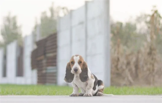 ​巴吉度犬为什么没人养