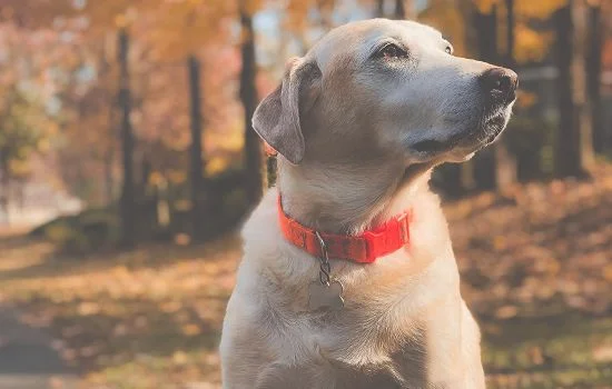 狗狗假孕能把玩具收掉吗(狗吃避孕药会生畸形狗吗)