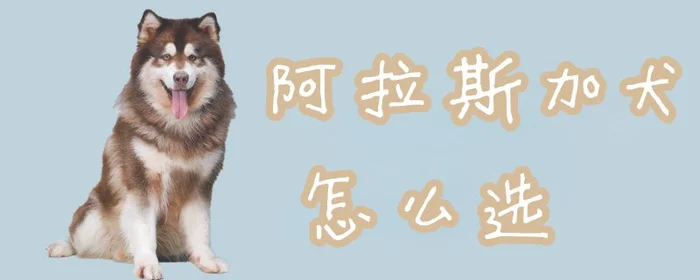 阿拉斯加犬怎么选1