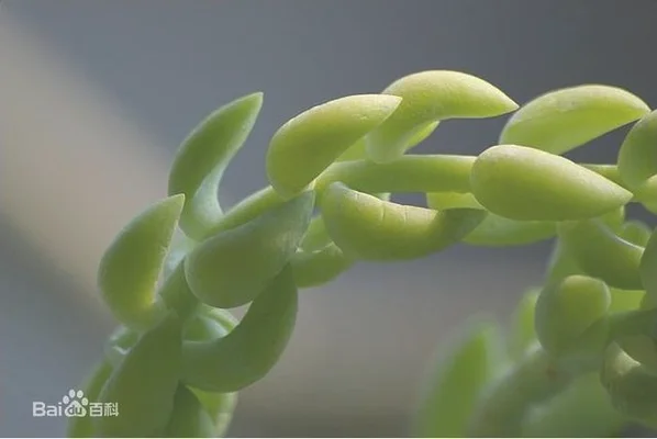 荆芥种子怎么种植（春天常吃这种“绿叶菜”