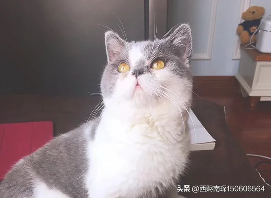 你家的猫都是从哪来的(猫在家里的猫是哪个猫)