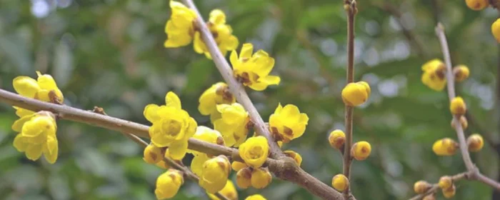 腊梅是花还是树