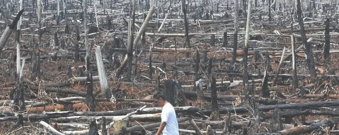破坏森林可能会引发哪些自然灾害为什么,