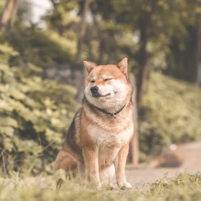 小区又多了几只被遗弃的猫咪，真的没办法惩治那些遗弃宠物的人吗