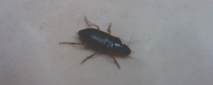 蟑螂怕光么开灯睡觉管用么,开灯睡觉可以防蟑螂吗