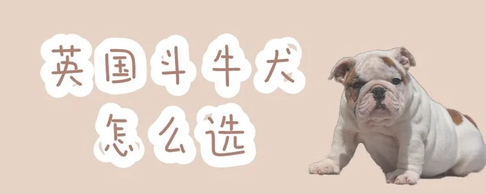 英国斗牛犬怎么选(英国斗牛犬品相好图片)