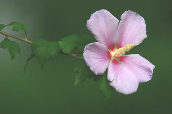 木槿花花语及特殊寓意