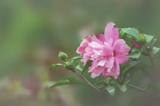 木槿花花语及特殊寓意