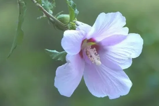 木槿花花语及特殊寓意