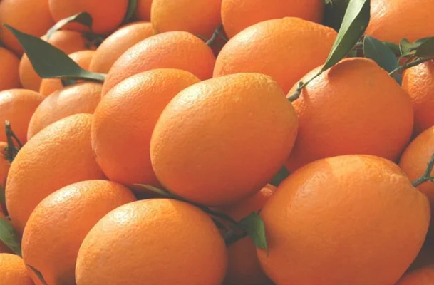 纽荷尔脐橙多少钱一斤？怎么分辨真假纽荷尔