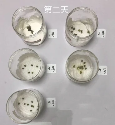 4、种子的问题