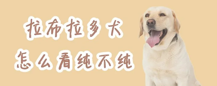 拉布拉多犬怎么看纯不纯