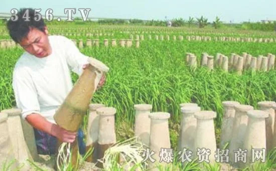 多丛树怎么种植（我掌握5个要点,栽一棵活一