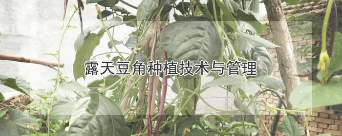 二、种植时间节点