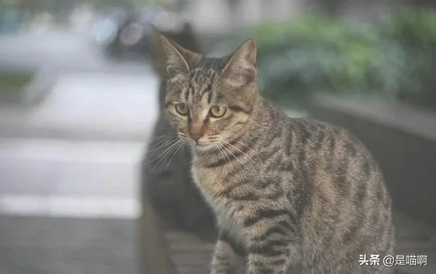 狸花猫最接近野猫吗(狸猫是野猫吗)