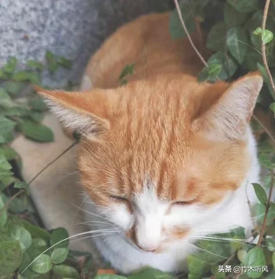 狸花猫最接近野猫吗(狸猫是野猫吗)