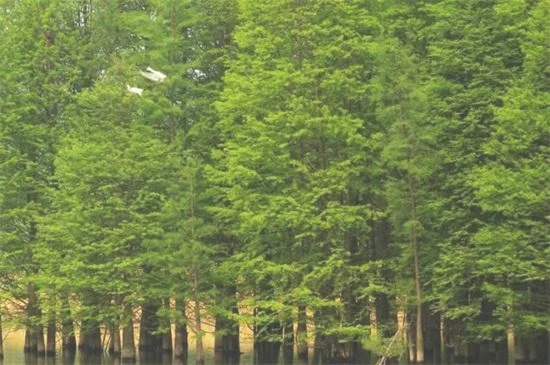 2、水杉植株高一般为5-7米，株行距为10-20厘米。