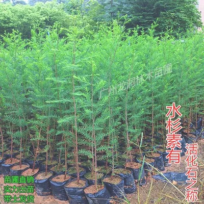 4、水杉树苗在长出4-5片叶子后进入旺盛生长期，水杉幼苗每年长出5-6片叶子后就需要进行移栽。