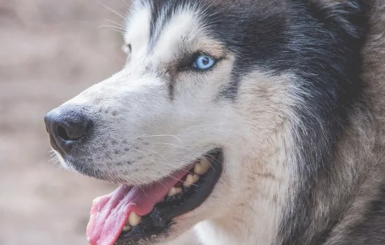 多哥是什么犬种 电影多哥是什么犬种