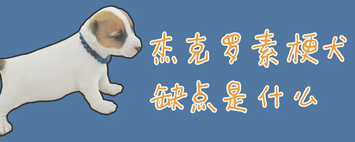 杰克罗素梗犬缺点是什么