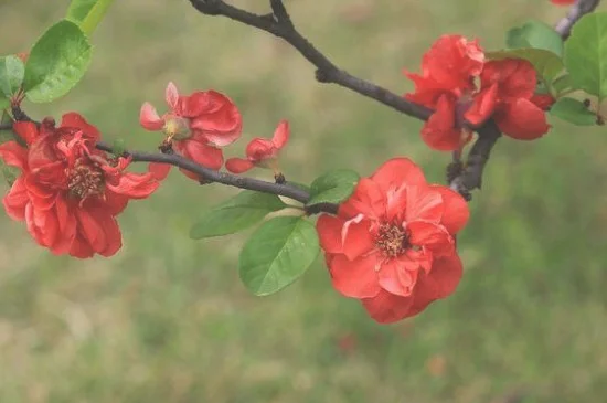 皱皮木瓜海棠花怎么养