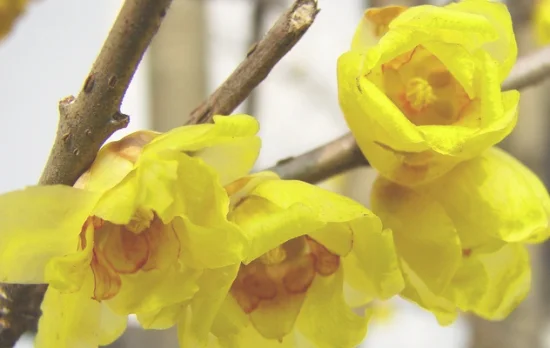 如何使盆栽蜡梅多开花(蜡梅怎么样繁枝)