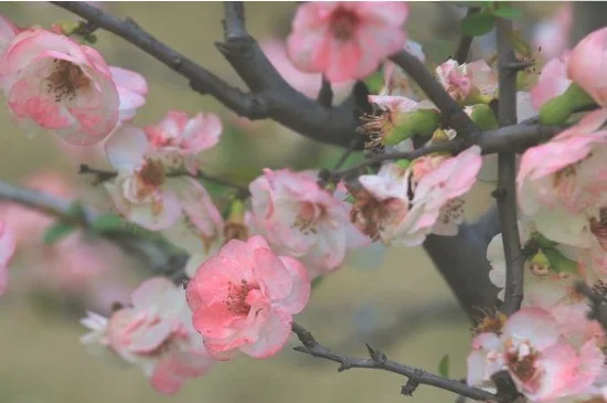 皱皮木瓜海棠花怎么养