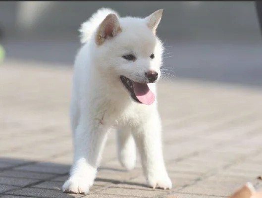 白色柴犬为什么便宜 白色柴犬便宜的原因