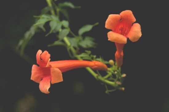 炮仗花和凌霄花的区别，4大区别区分两者