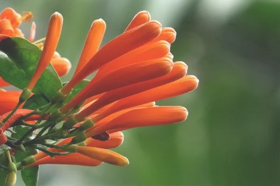 炮仗花和凌霄花的区别，4大区别区分两者