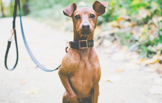 鹿犬智商排第几名 鹿犬的智商排名多少