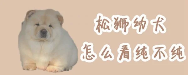 松狮幼犬怎么看纯不纯(纯种松狮犬特征)