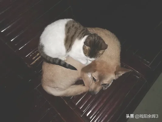 为什么小时候养猫怎么养都行，现在只能吃猫