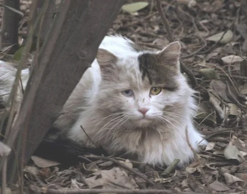 猫咪最怕什么惩罚(猫猫最怕什么)