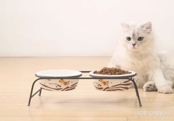 猫可以吃植物油吗？猫可以吃什么植物油？