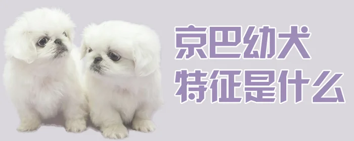 京巴幼犬特征是什么(边境牧羊犬幼犬)