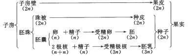 ③当授粉完成时，雌花将柱头排出，子房不育。