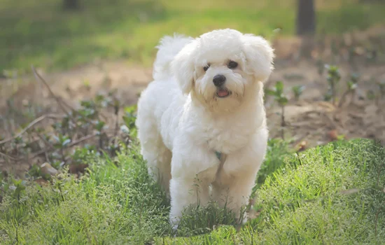 养比熊犬一年费用多少 养比熊犬一年要花多少钱