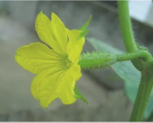 ②雌蕊柱头在雌花开放后2-3天开始发育，花柱头每个苞片上有两个雄蕊；